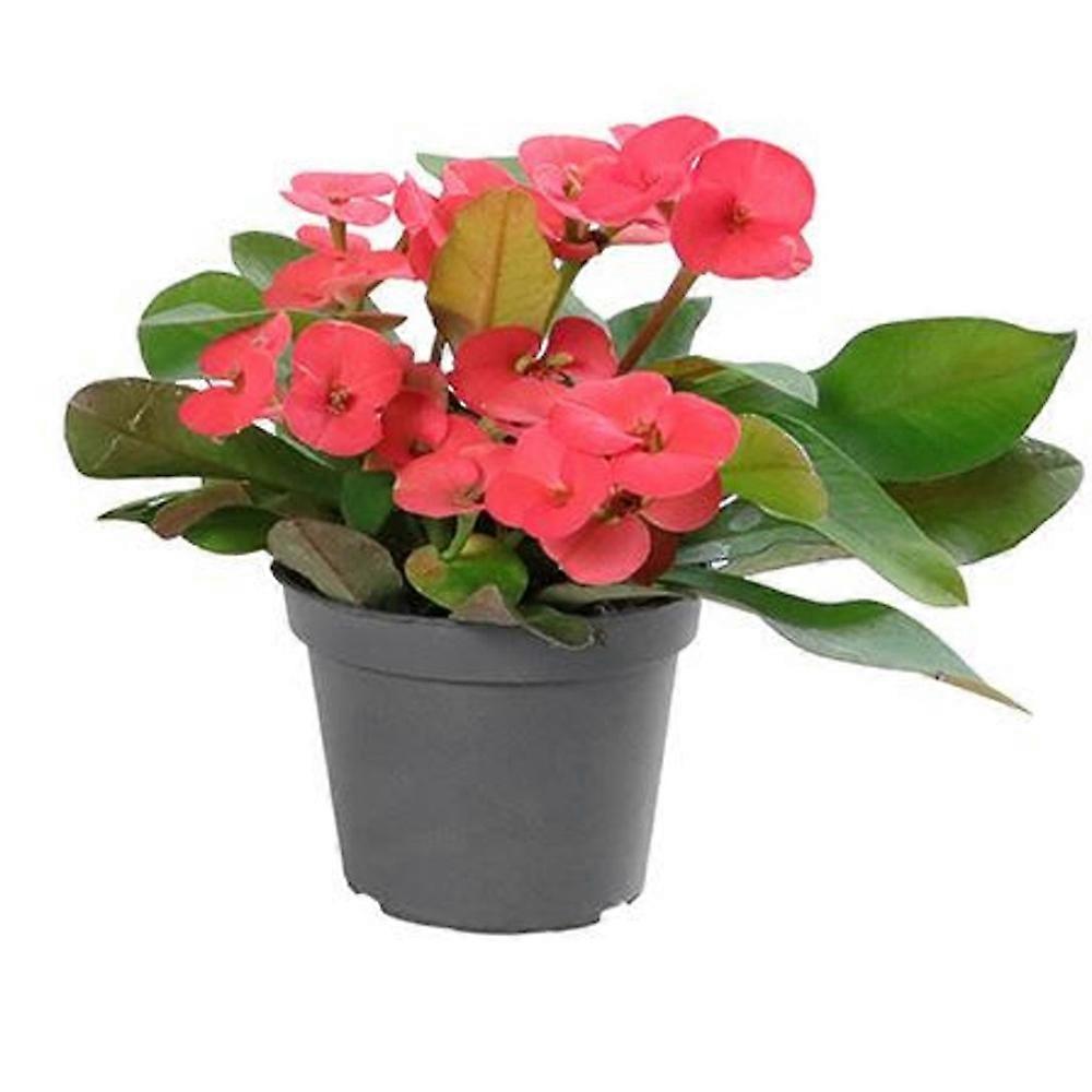 Euphorbia Eos Ø6cm