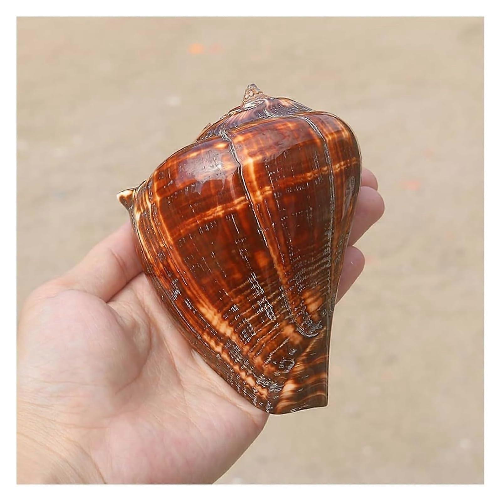 Natural Seashell Shells, Large Seashell Shells for Decoration, Natural, Rare Shells 1014 cm for Theme Parties, Home Decorations, Aquariums (1012cm)