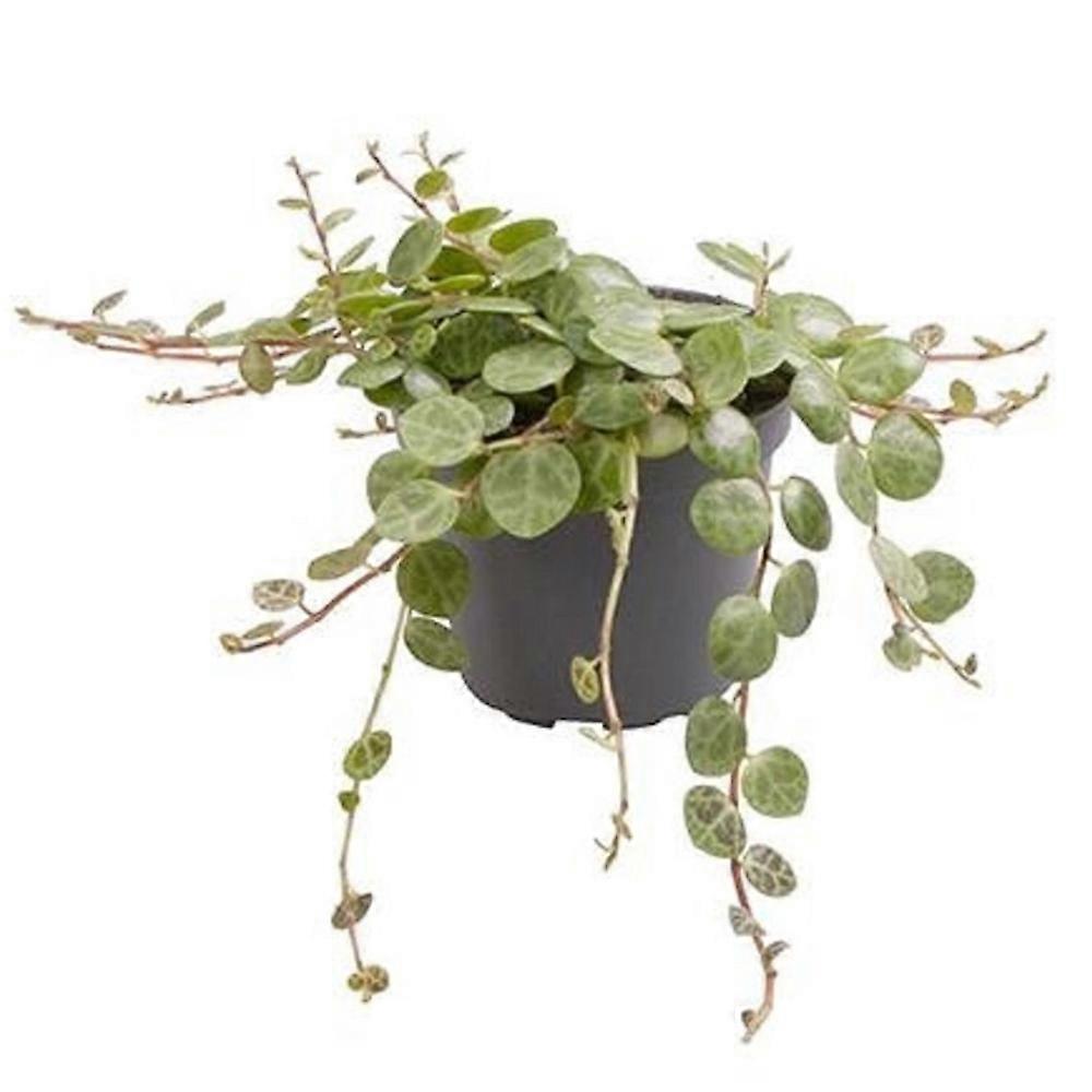 Peperomia prostrata Ø6cm