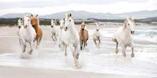 Horses on the beach Poster