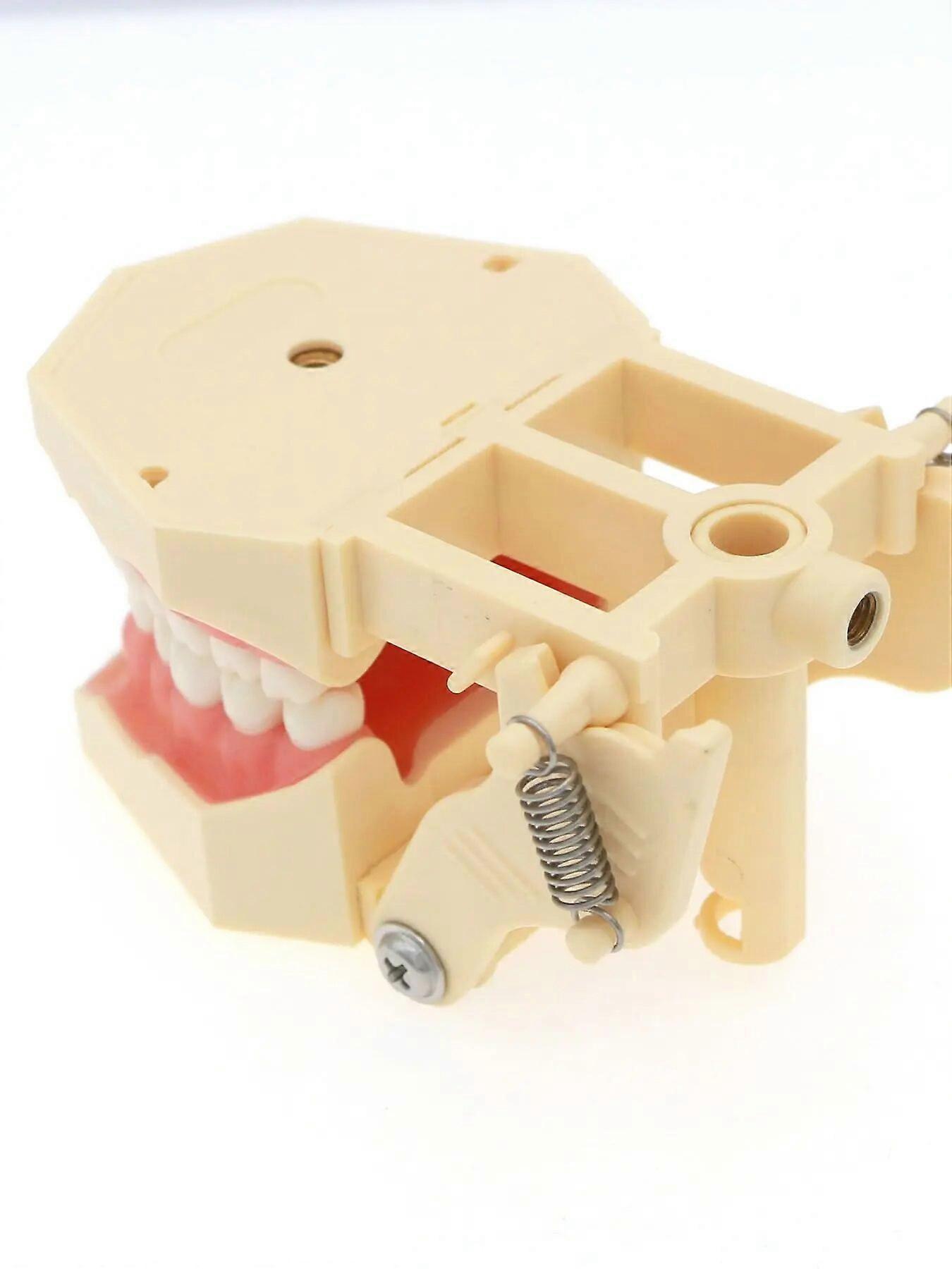 Modèle Dentaire Typodont Pour Frasaco ANA-4 AG3 - 28 Ou 32 Dents Pratique - Neuf