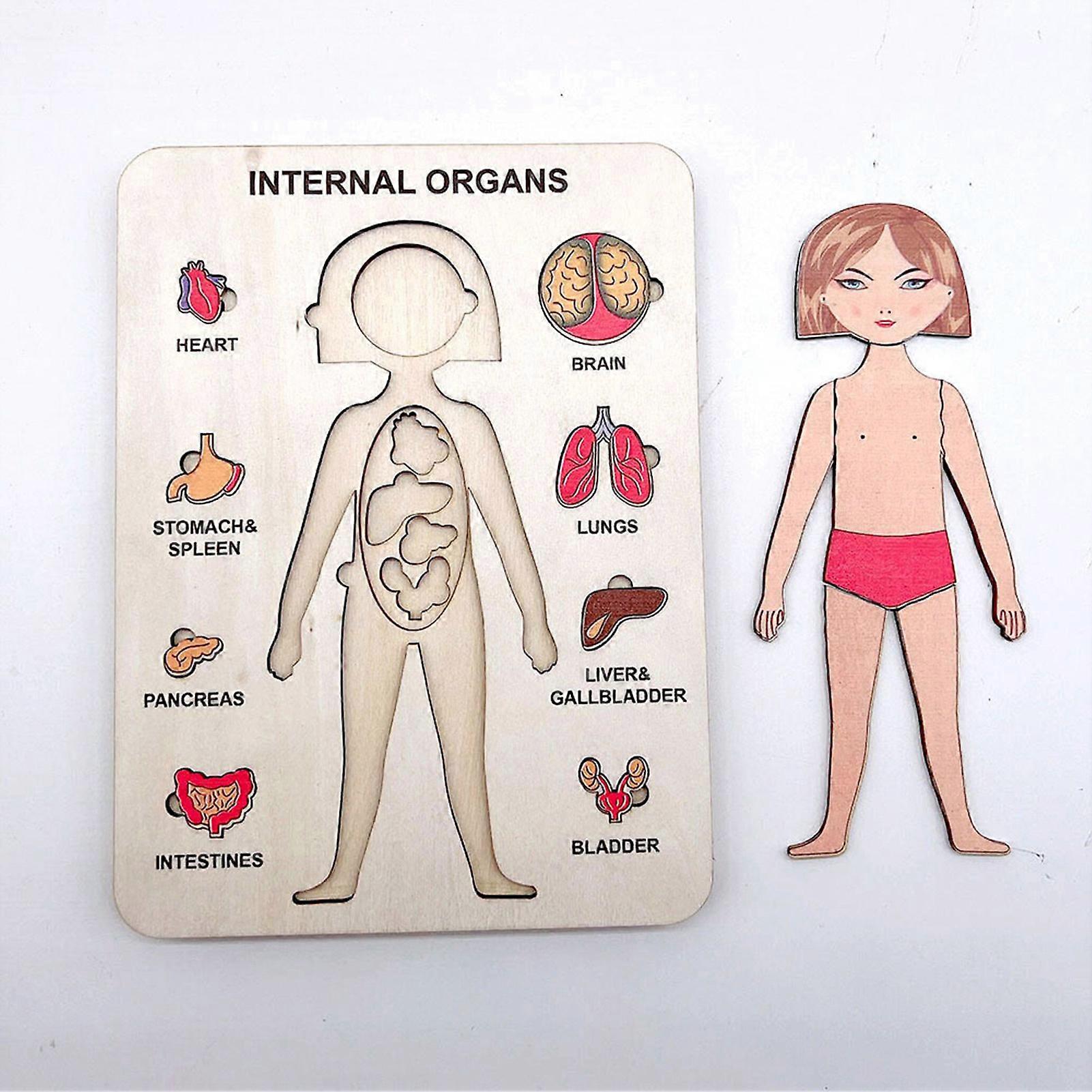 ANATOMY VIDEOS FOR TODDLERS visual data 7