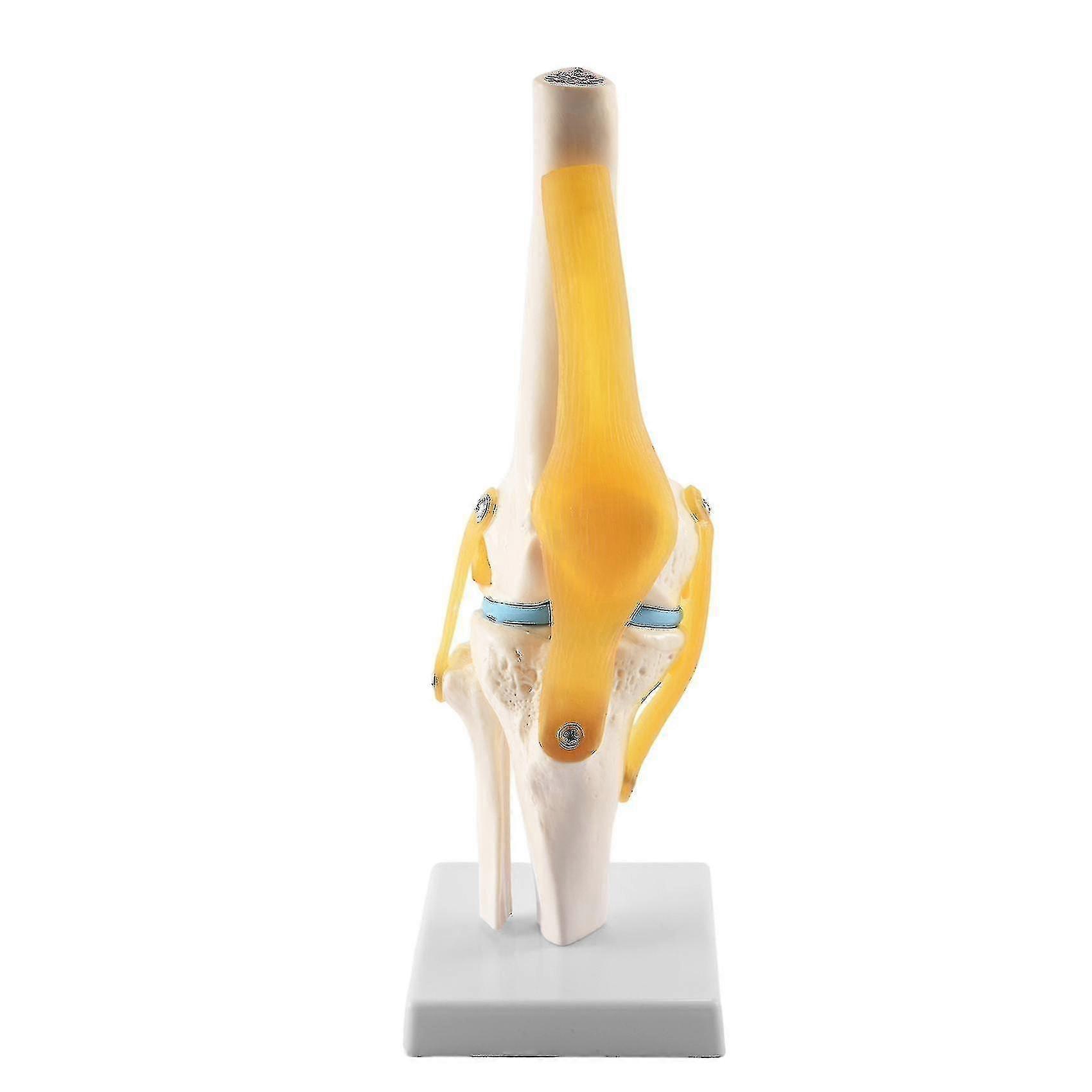 Knee Joint Simulation Model - Human 1:1 Size Anatomy Flexible Knee Skeleton Teaching Mold Compatible With Scien PXCL