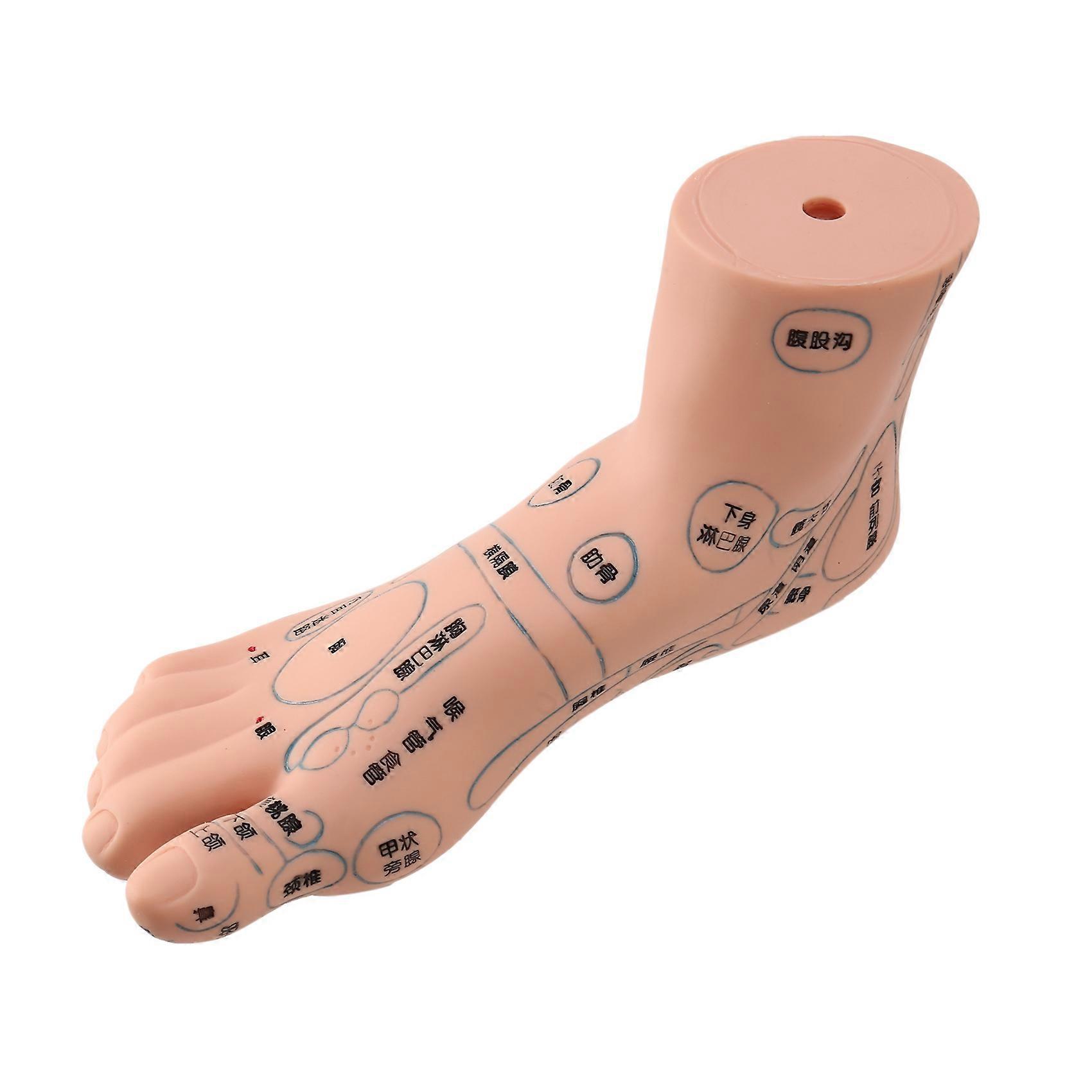 1Pcs 19 cm Foot Reflex Zone Model Foot Acupuncture Needle Acupoint Model Foot Acupuncture Point Model Right