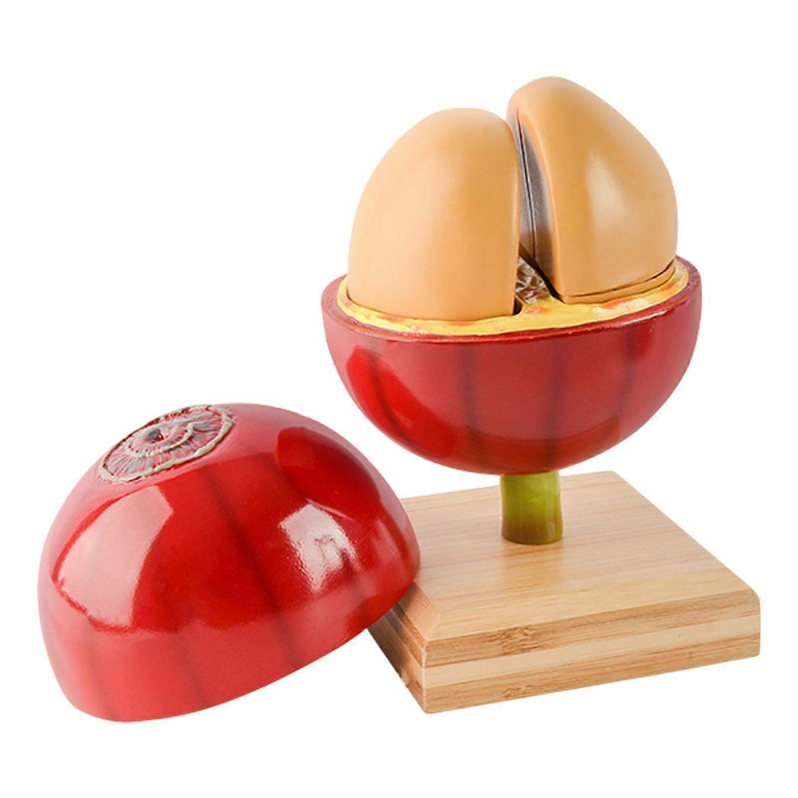 Coffee Bean Model Teaching Gift Table Centerpiece Club Bar Resin Coffee Bean