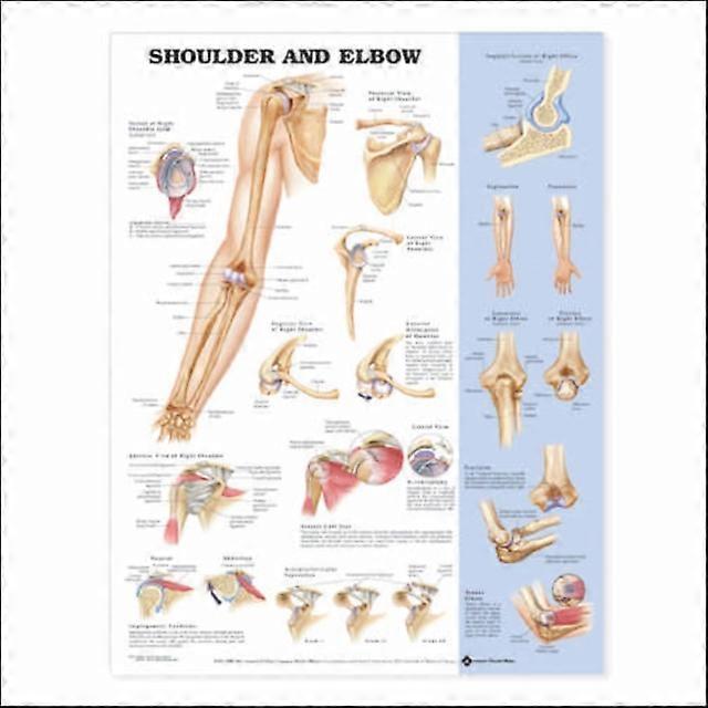 Shoulder And Elbow Anatomical Chart Wallchart Book