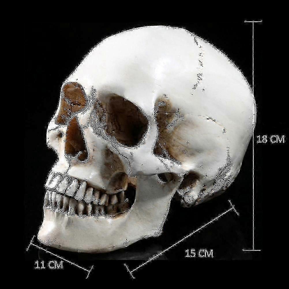 New Trend 1:1 Human Skull Model Replica Resin Medical Anatomical Tracing Medical Teaching Skeleton H