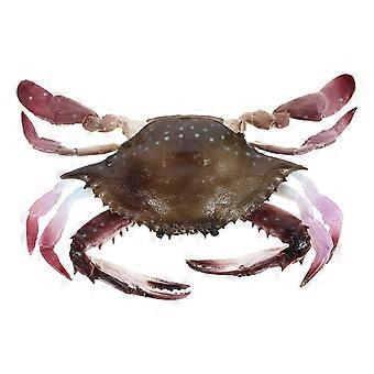 Fake Crab Figure for Playing Realistic Sea Creature Model
