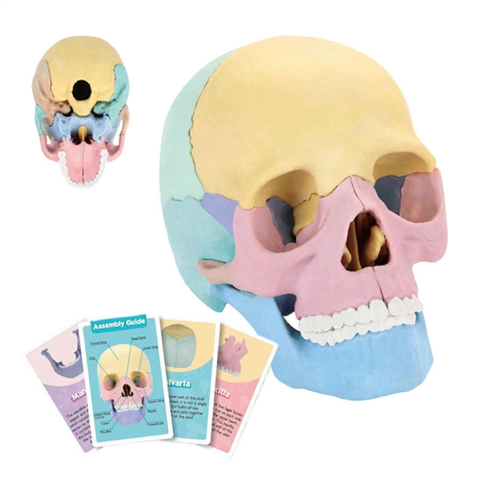 Skull Model, Detachable Human Skull Head Model, Colorful Anatomy Skeleton Toy for Education and Art Study