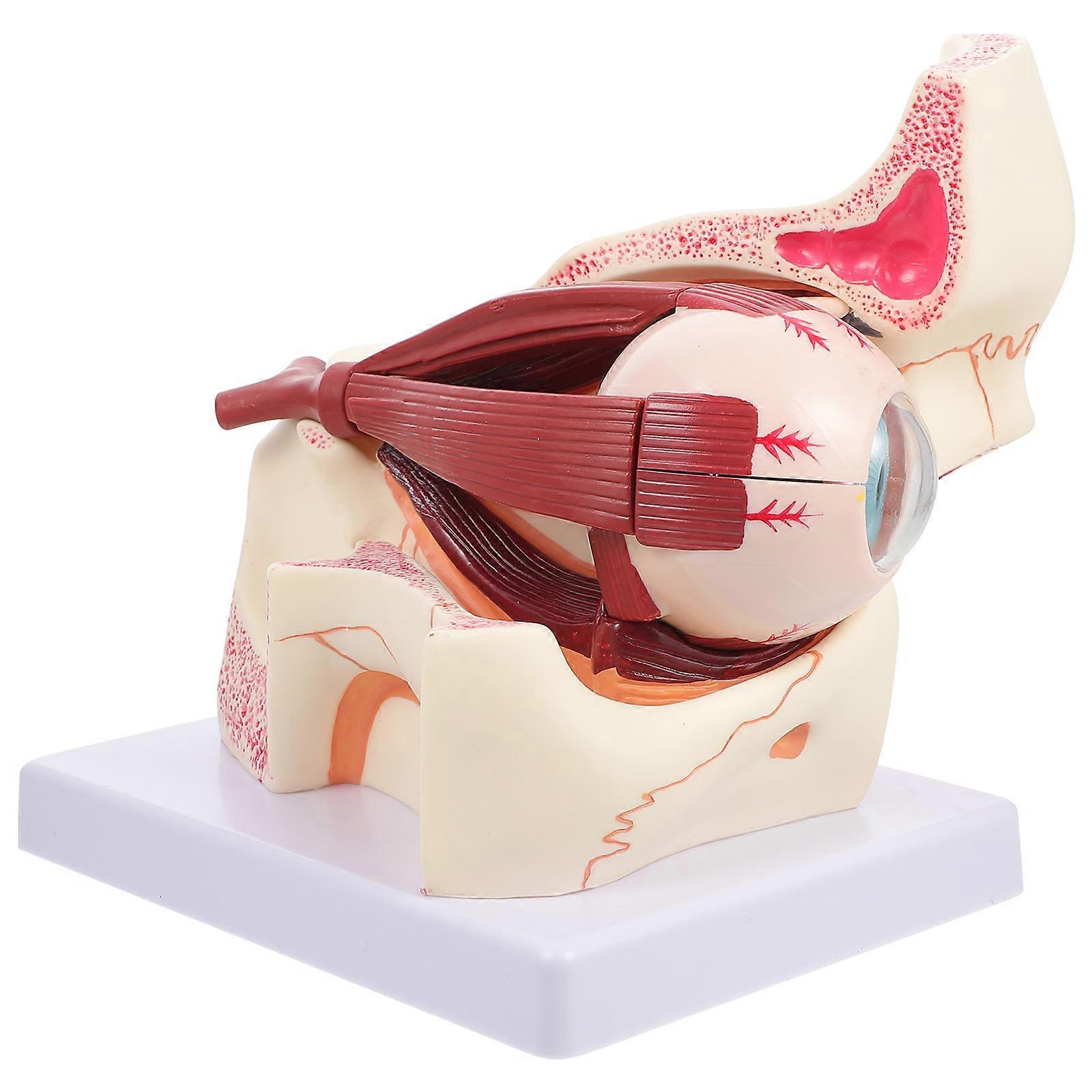 Human Eyeball Model Anatomical Eyeball Model for Study 2Pcs