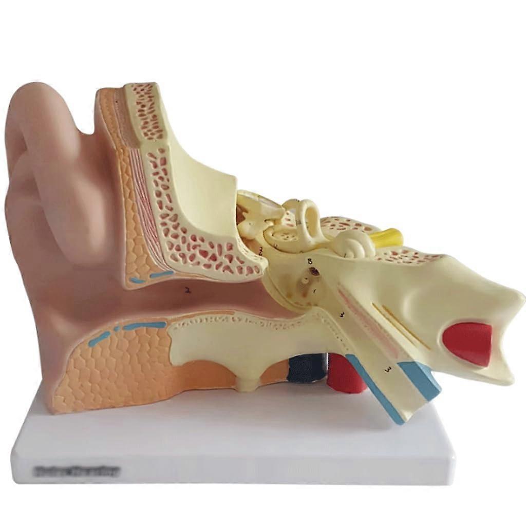 5X Magnification Ear Anatomy Model for Study and Teaching, Auditory System Educational Display
