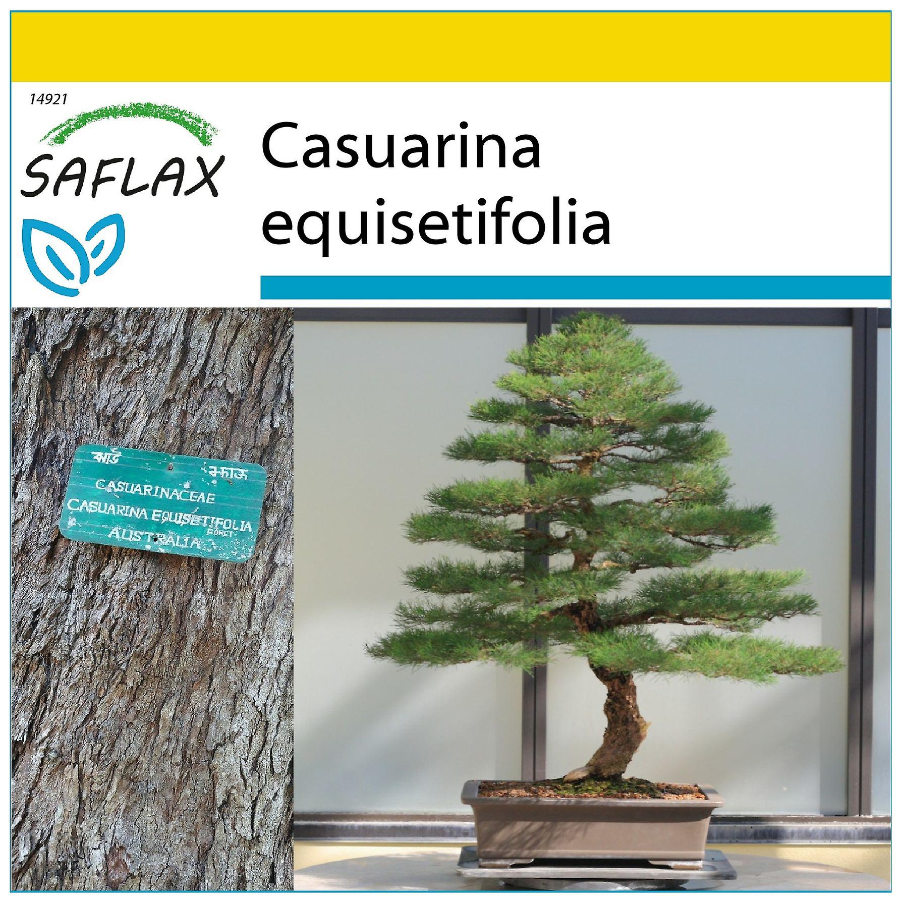 Saflax - Cultivation set - 200 seeds - Bonsai - Sea Ironwood - Filao -  Casuarina comune - Pino australiano - Australische Strandkiefer | Fruugo BE
