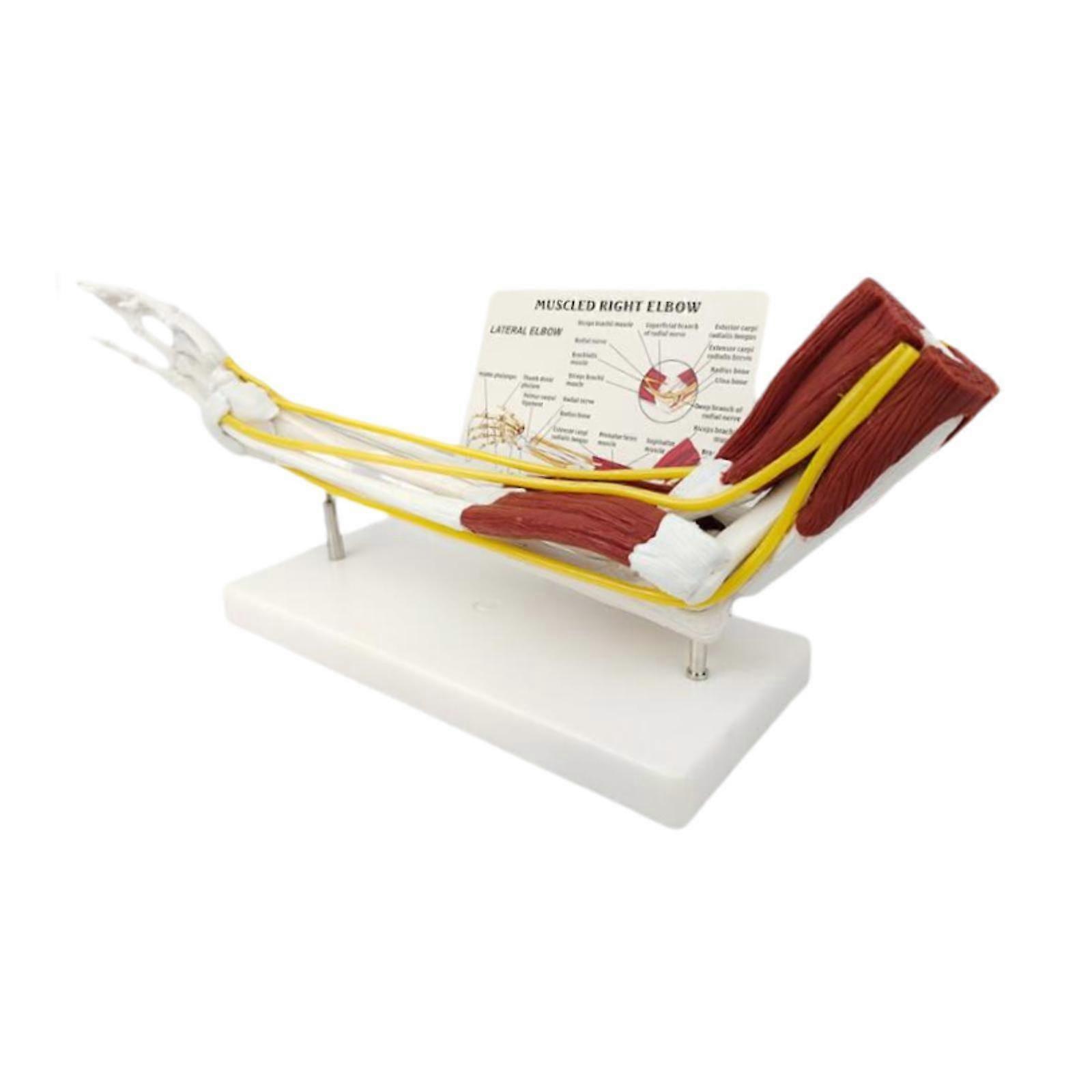 Human Joint Model Teaching Tool Life Size with Ligaments and Muscles Knee