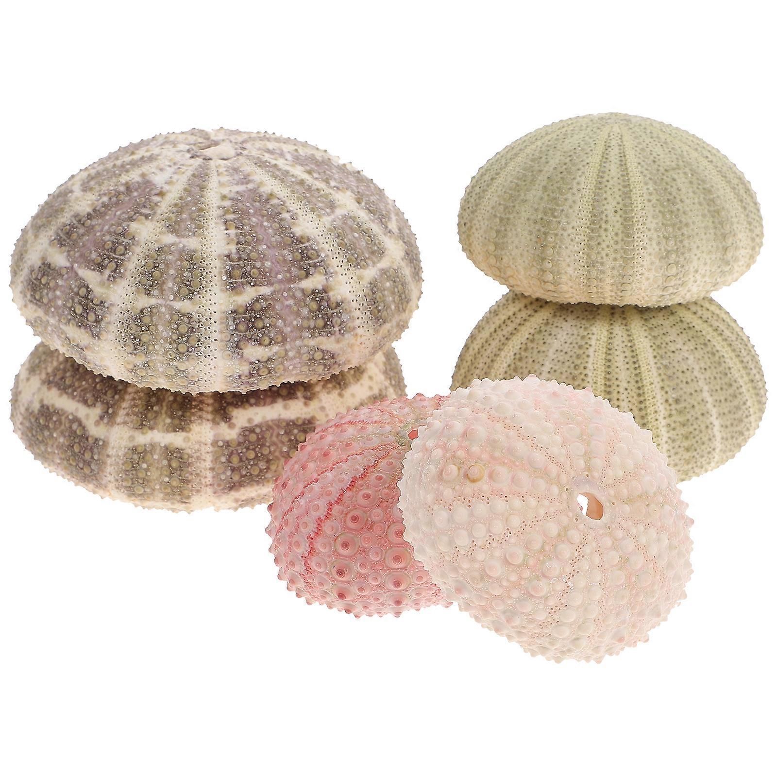 6 قطع قنفذ البحر ديكور الهواء وعاء النبات البحر قنفذ منضدية ديكور خزان الأسماك ديكورات