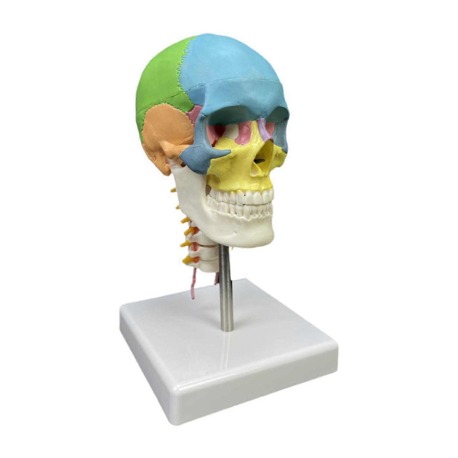 Skull Model Sturdy Skeleton Model Painted for Study Science Classroom