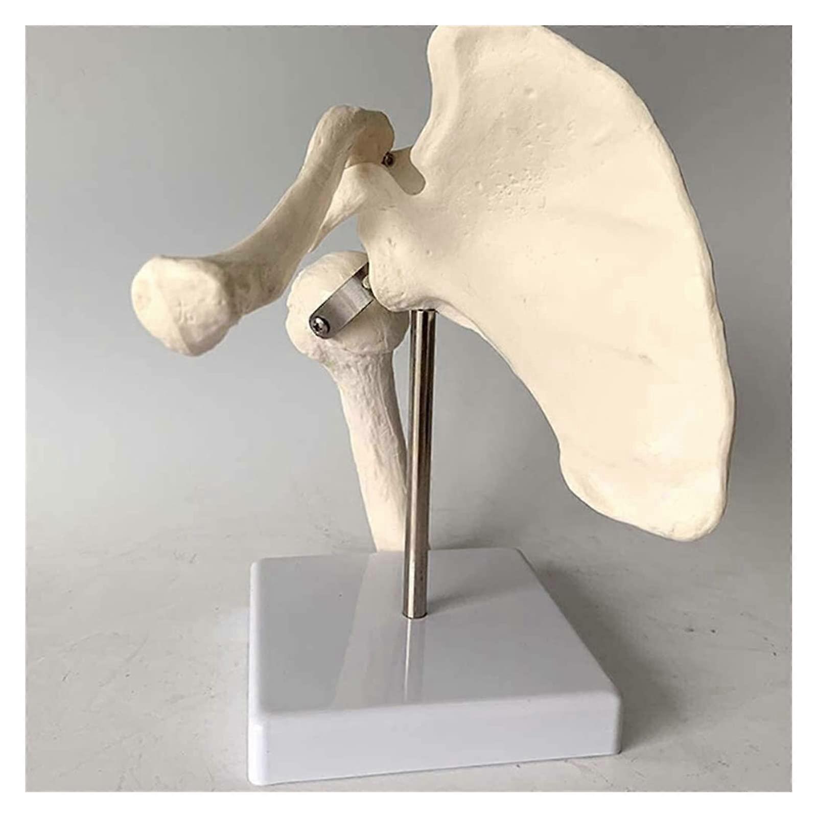 Anatomical Shoulder Joint Model 15x12x12cm Compact Human Skeleton Anatomy Teaching and Display Model