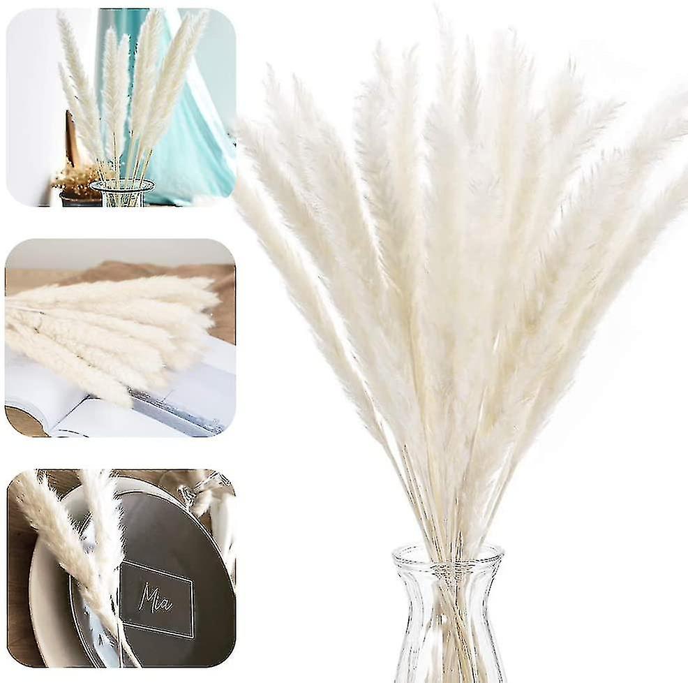 Pampas Grass, Natural Pampas Grass Dried Pampas Grass