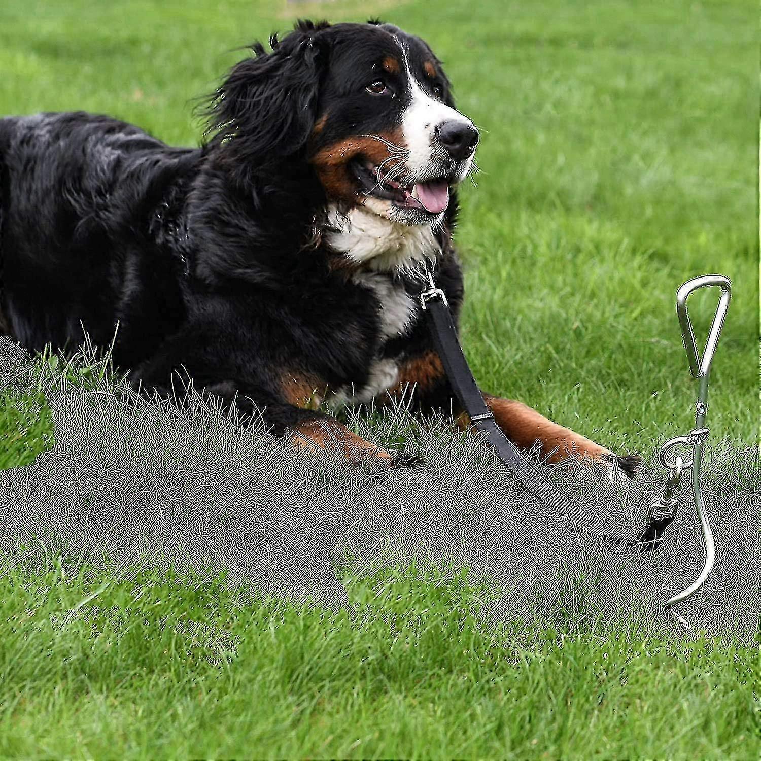 Piquet d’attache robuste - Convient aux chiens