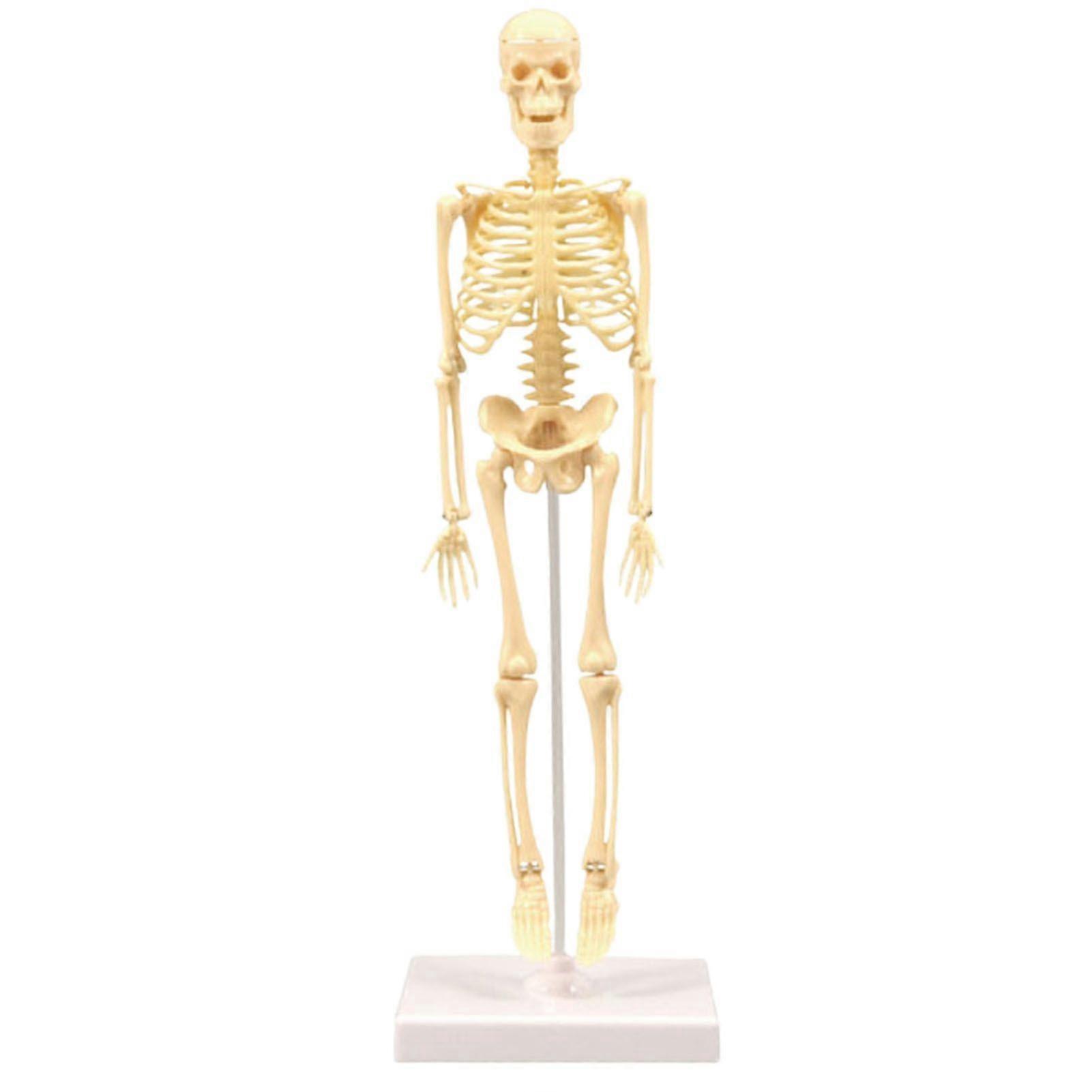 Skeleton Model Practical Ability Smooth Plastic Biological  Science Learning Kit for Kids KAESI