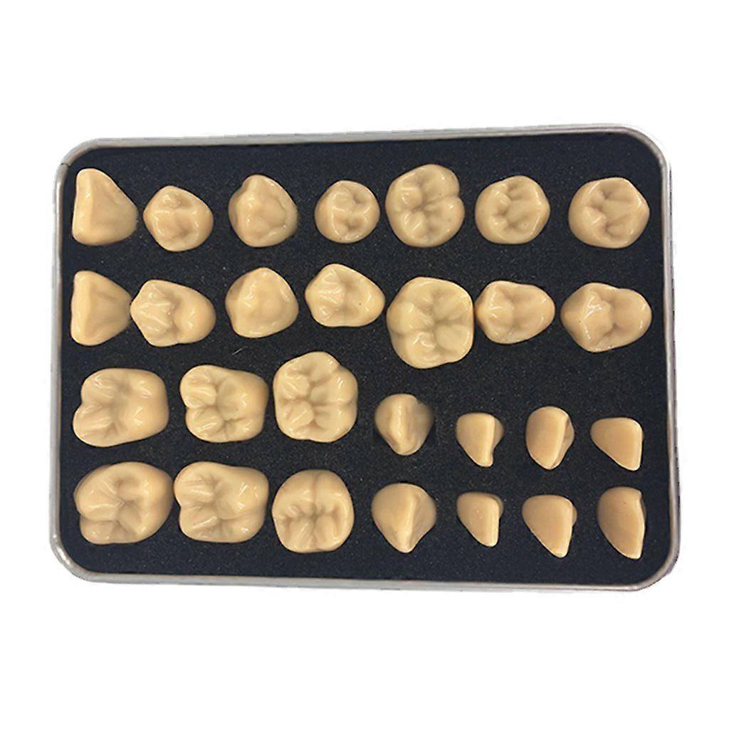 Orthodontic Supplies Dental Model Teeth Model Teaching Model 2 Times Large Comparison for Studying Displaying