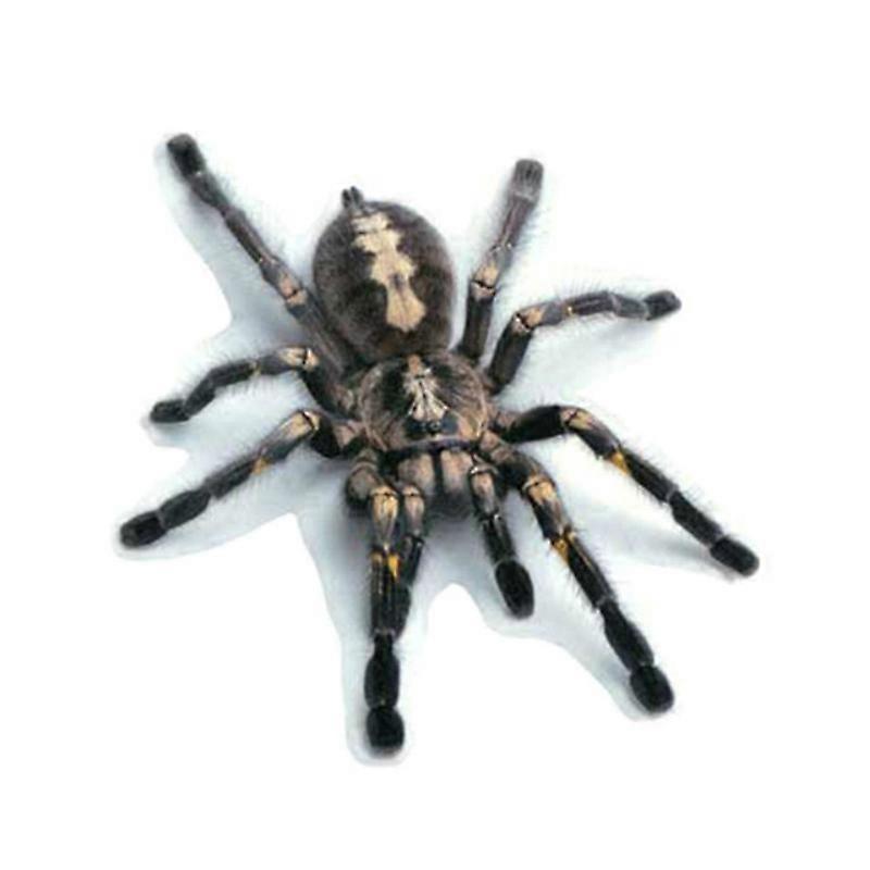 Creative Personality Scratch Cover Car Body Sticker