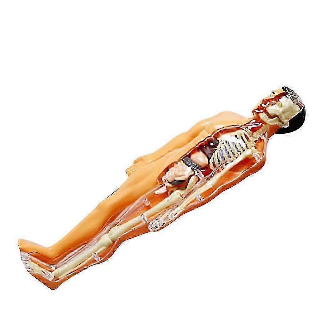1Set Human Skeleton Model Anatomy Learning Toy Kids Interactive Play Educational Kit