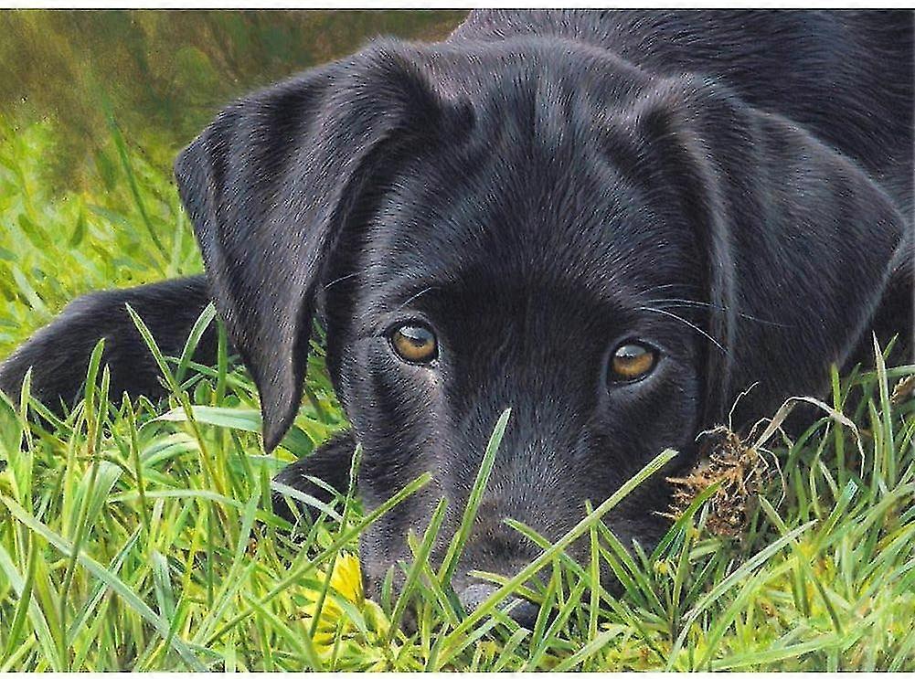 5D دي الماس اللوحة حسب عدد المجموعات، دي الماس اللوحة كيت لشحذ الجدار الديكور الكلب الأسود