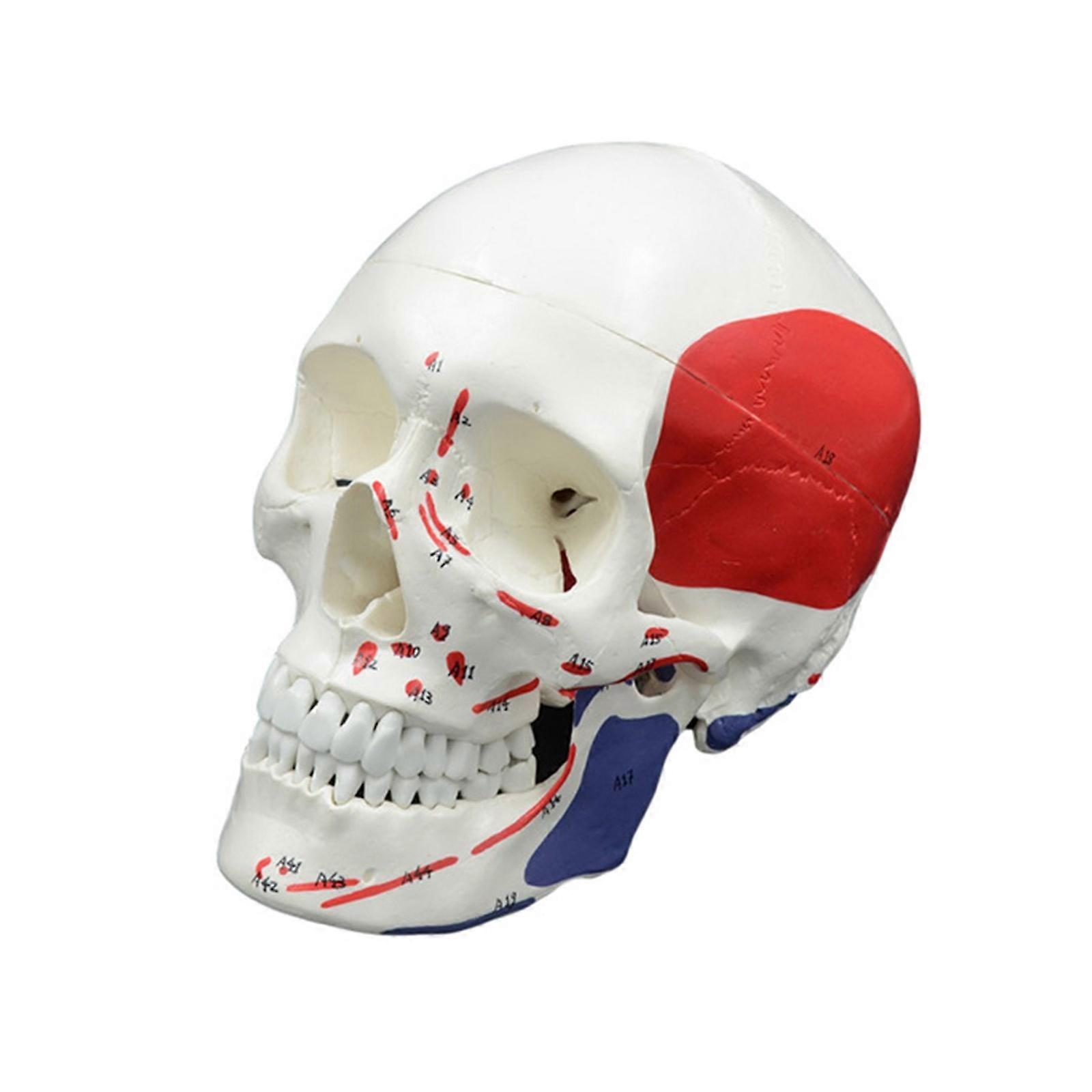 Human Head Skeleton Model, Life Size Anatomical Head Bone Model, Number Coded Human Anatomy Skull Model Teaching Aids