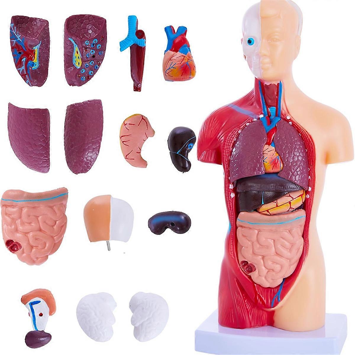 Human Anatomy Study Models - 15-Piece Removable 11-Inch Human Torso Anatomy Model with Internal Organs for Students