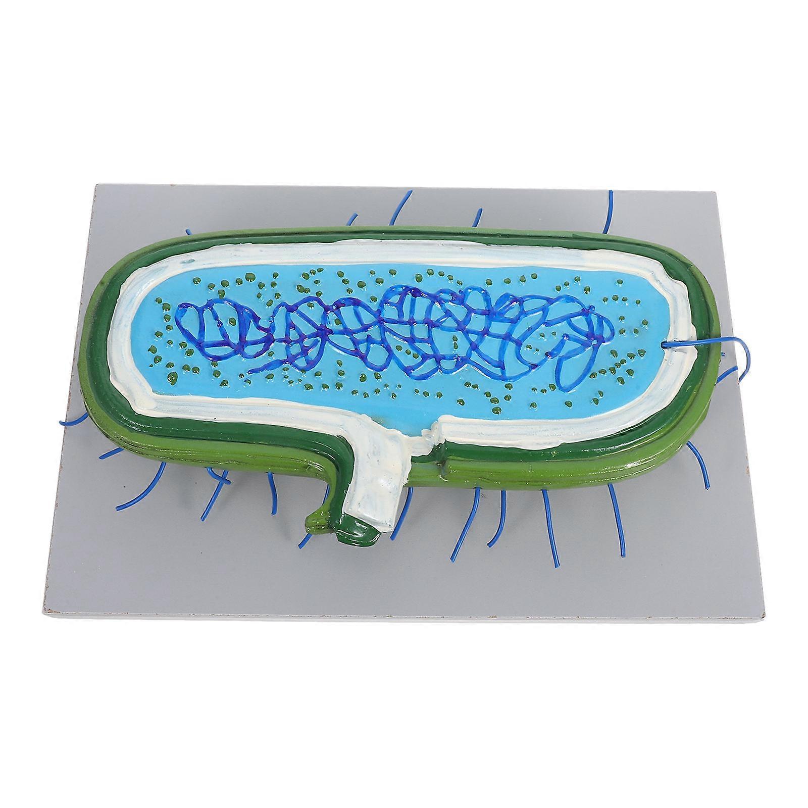 Cell Model Animal Cell Model for Classroom Use Enlarged Educational Kit