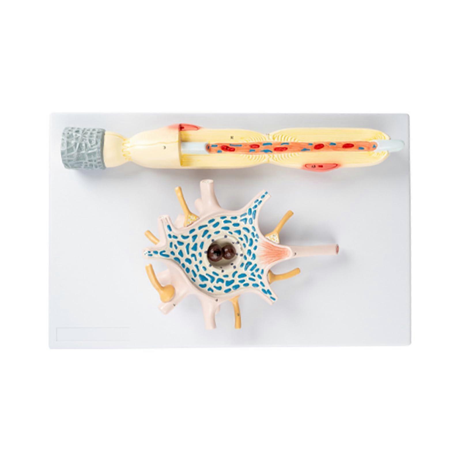 Neuron Model with Clear Visualization for Neuroscience Teaching, PVC Human Anatomy Neuron Structure