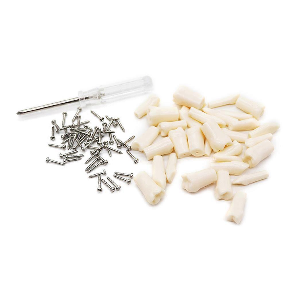 Dental Demonstration Teeth Model With All Removable Teeth Standard Study Teach