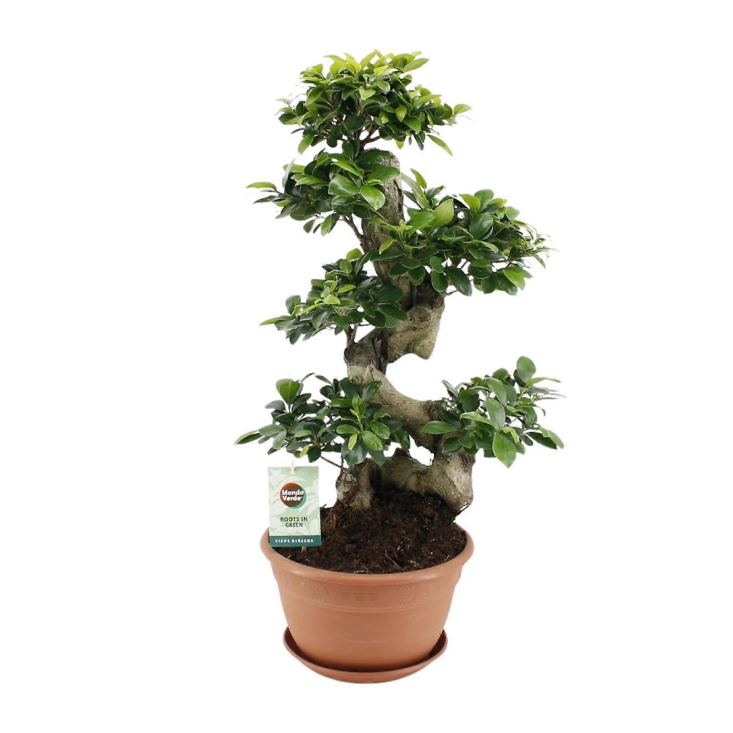 Ficus microcarpa Ginseng - 60-70cm - Ø27cm