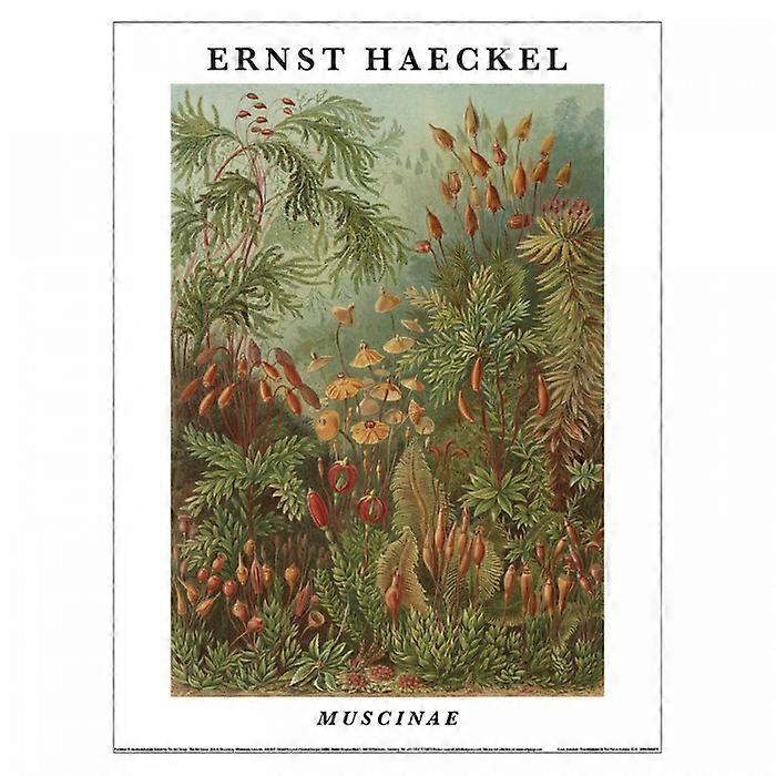 Ernst Haeckel Muscinae Print
