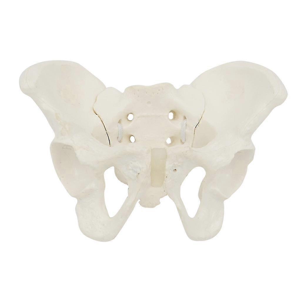 Female Pelvic Model Human Pelvic Medical Teaching Model For Study Teaching Lab