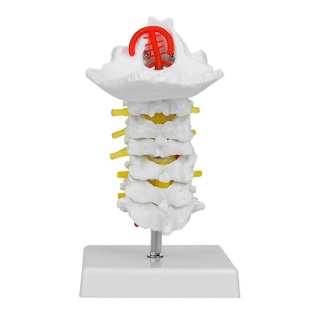 Cervical Vertebra Model 1:1 Scale Artery And Spinal Nerves Anatomical Model For Science Laboratory