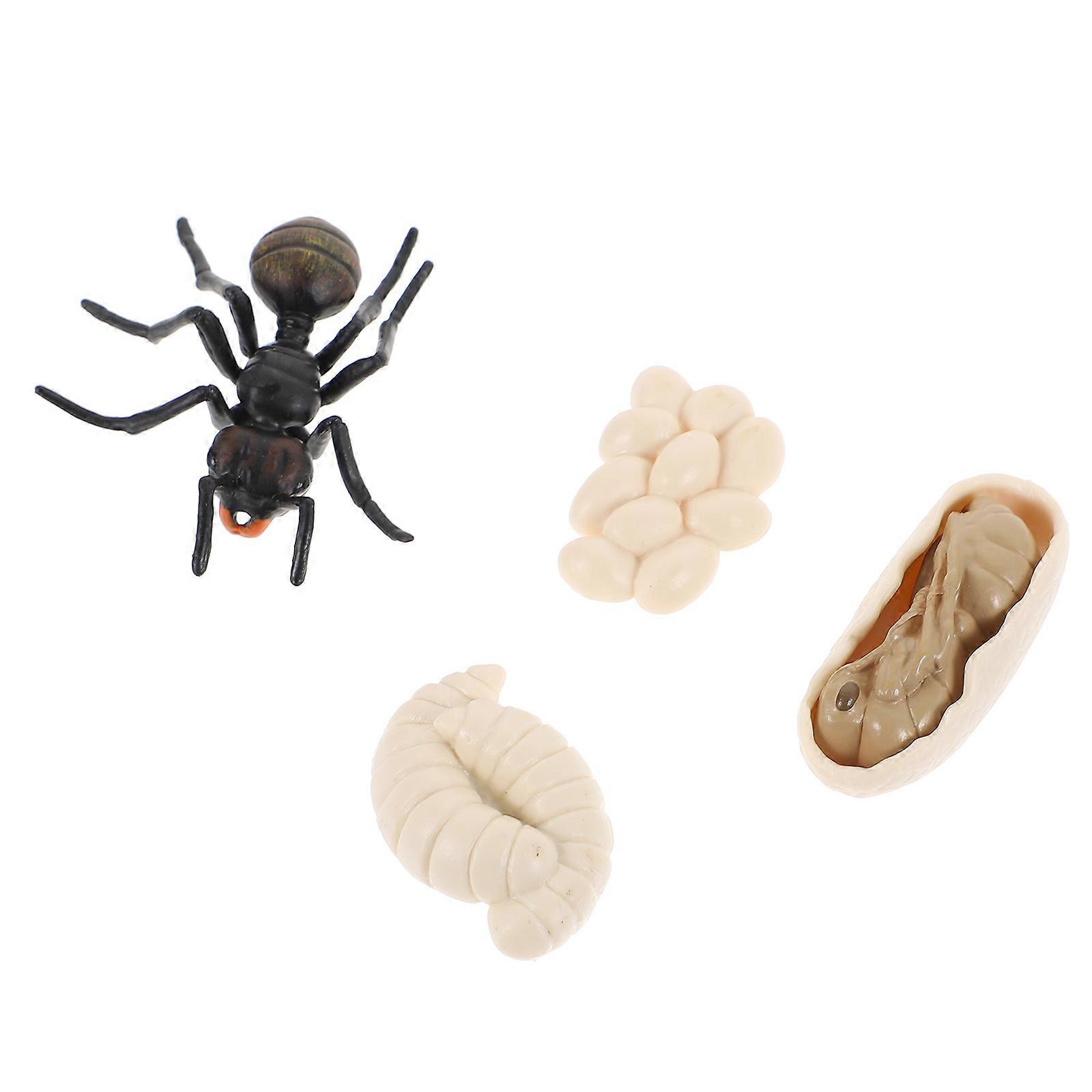 Imitation Ant Model Set Multi Plastic for Playing Lightweight Educational Ant Growth Cycle 5 Pieces