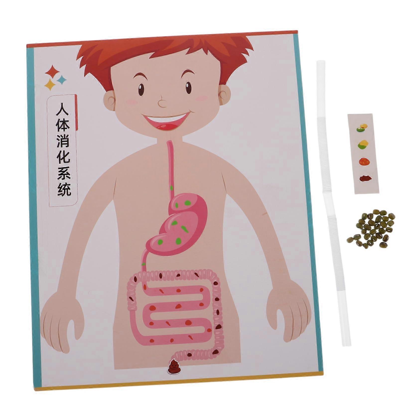 Human Digestive System Model Set  Interactive Anatomy Learning Kit for Students and STEM Education