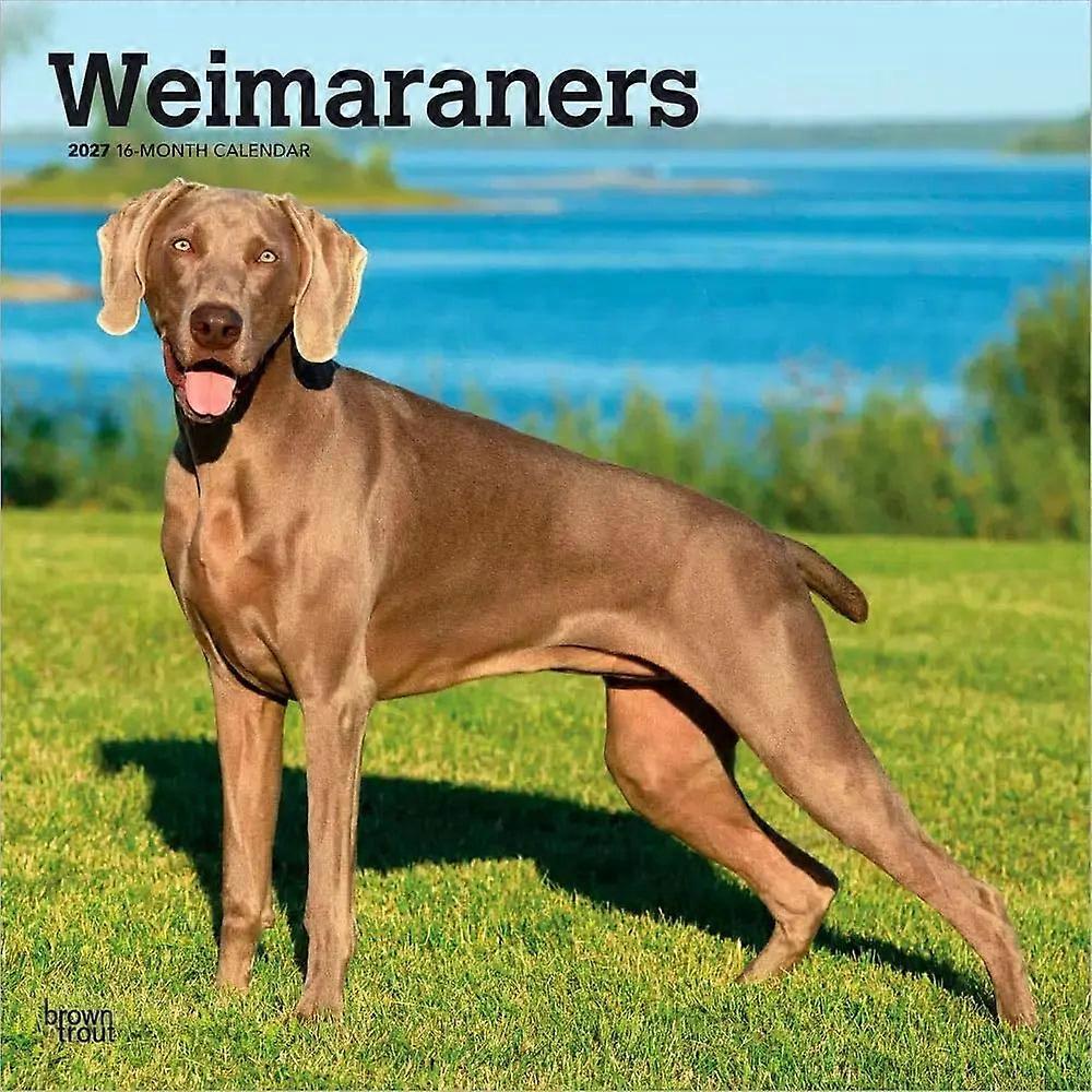 Browntrout Browntrout Weimaraner Calendar 2026