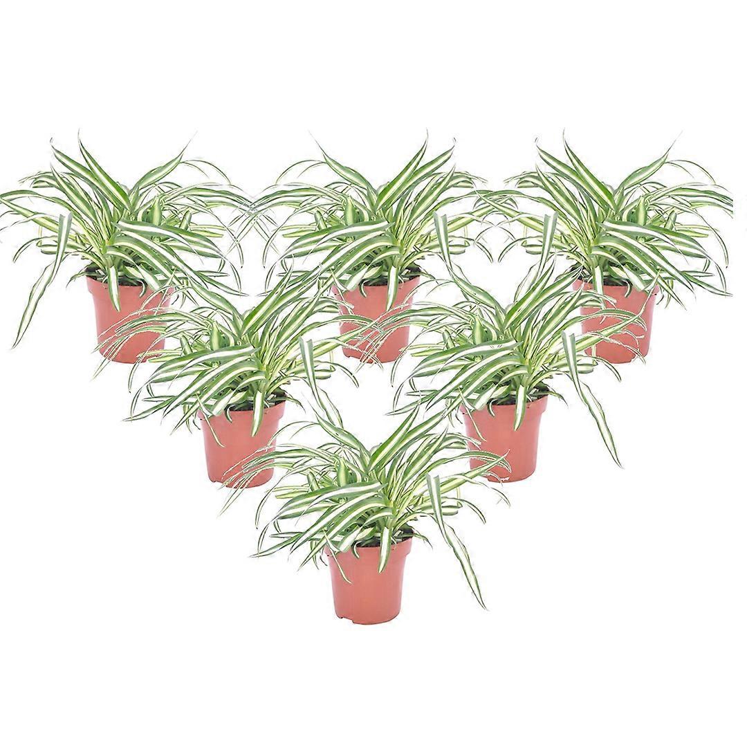 Hämähäkkikasvi - 6 kpl. - Chlorophytum comosum 'Atlantic' - Korkeus 25-40cm - ⌀12cm