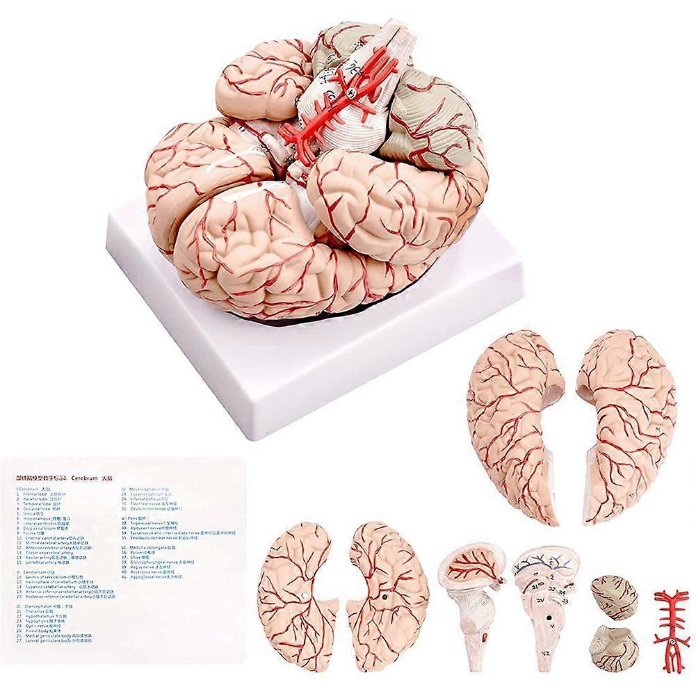 Human Brain,Life Size Human Brain Anatomy Model with Display Base, for Science Classroom Study & Teaching Display A