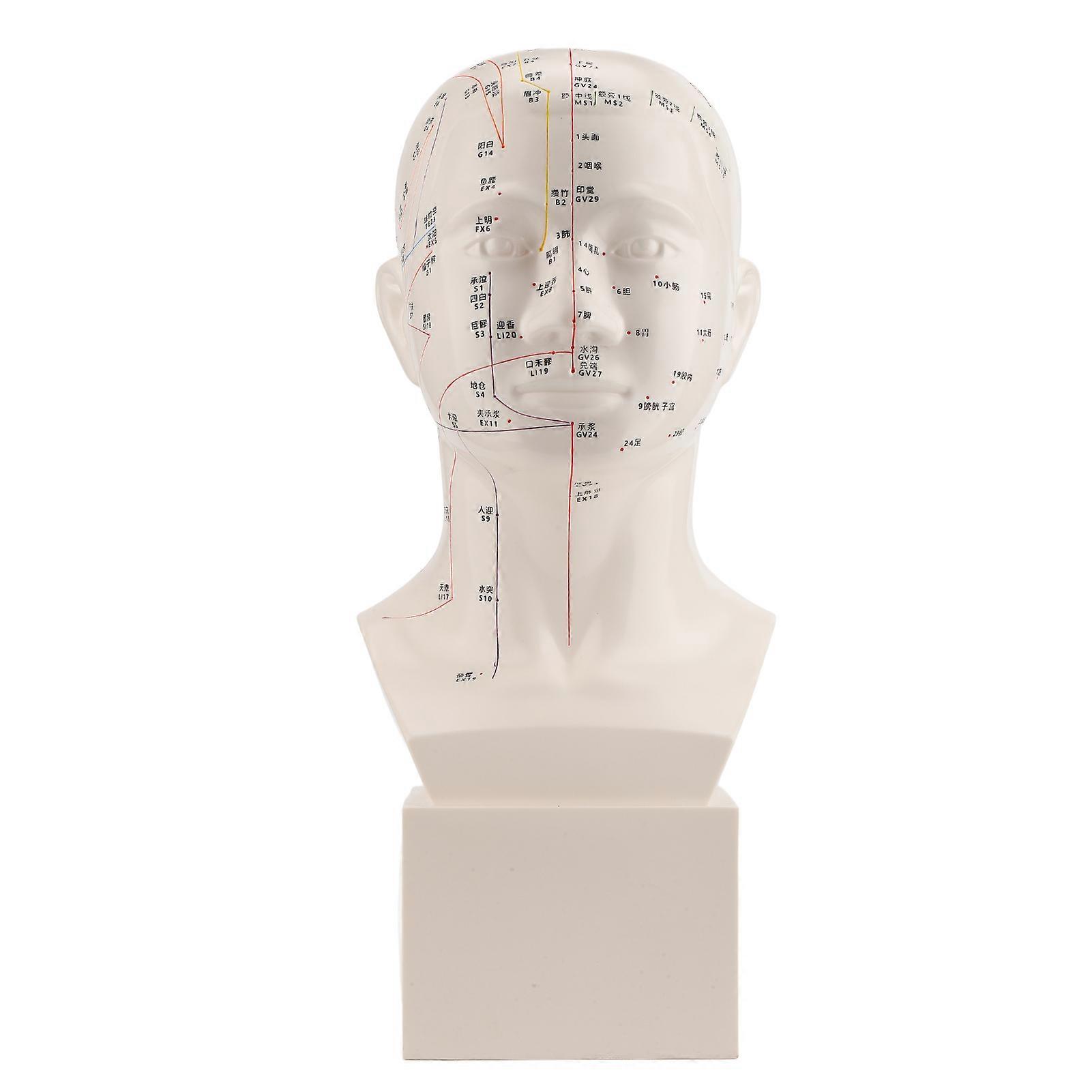 Head Acupuncture HD Standard Acupoint TCM Human Point Head Model Acupuncture Teaching Practice Tool