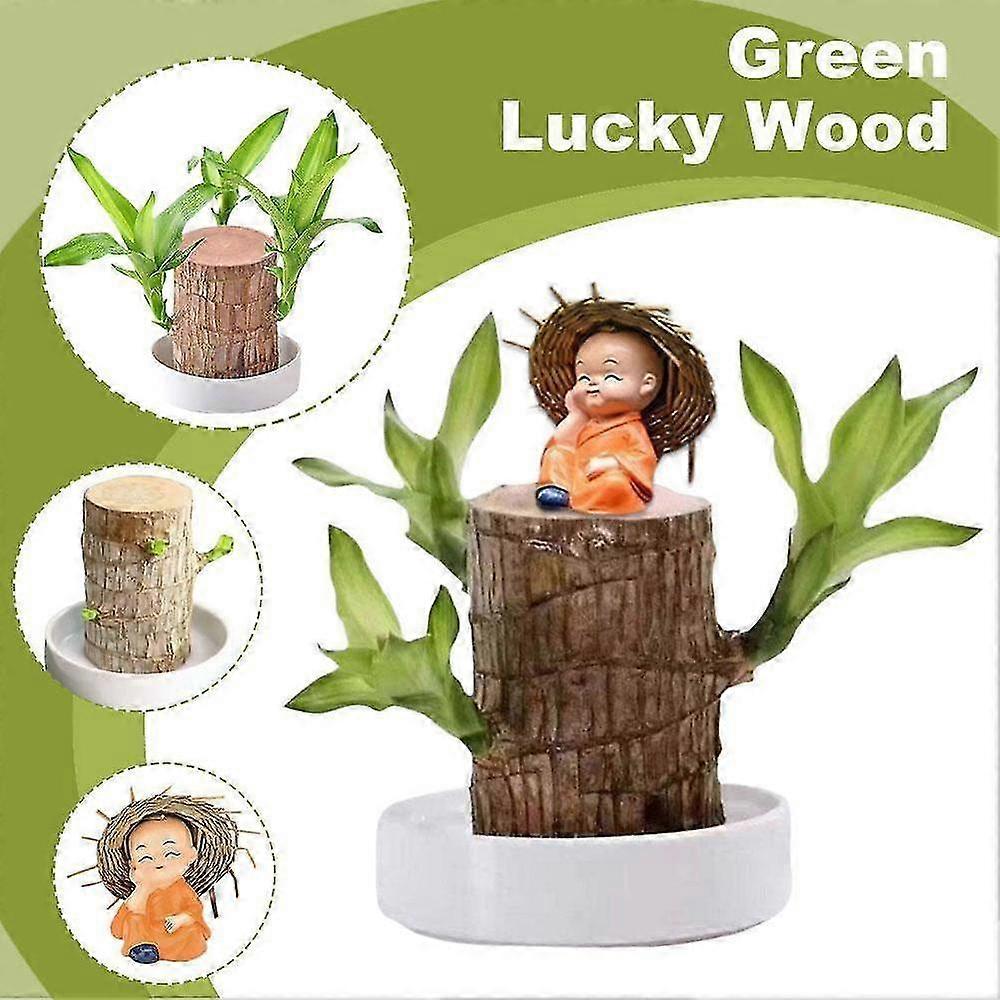Μίνι βραζιλιάνικο Lucky Wood Bonsai με ειδώλιο μοναχού για το σπίτι ή το γραφείο