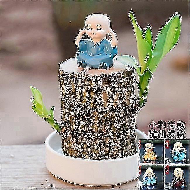 新しく改良されたミニブラジルラッキーウッド - 魔法の水耕栽培竹の切り株 - 屋内オフィスプラント
