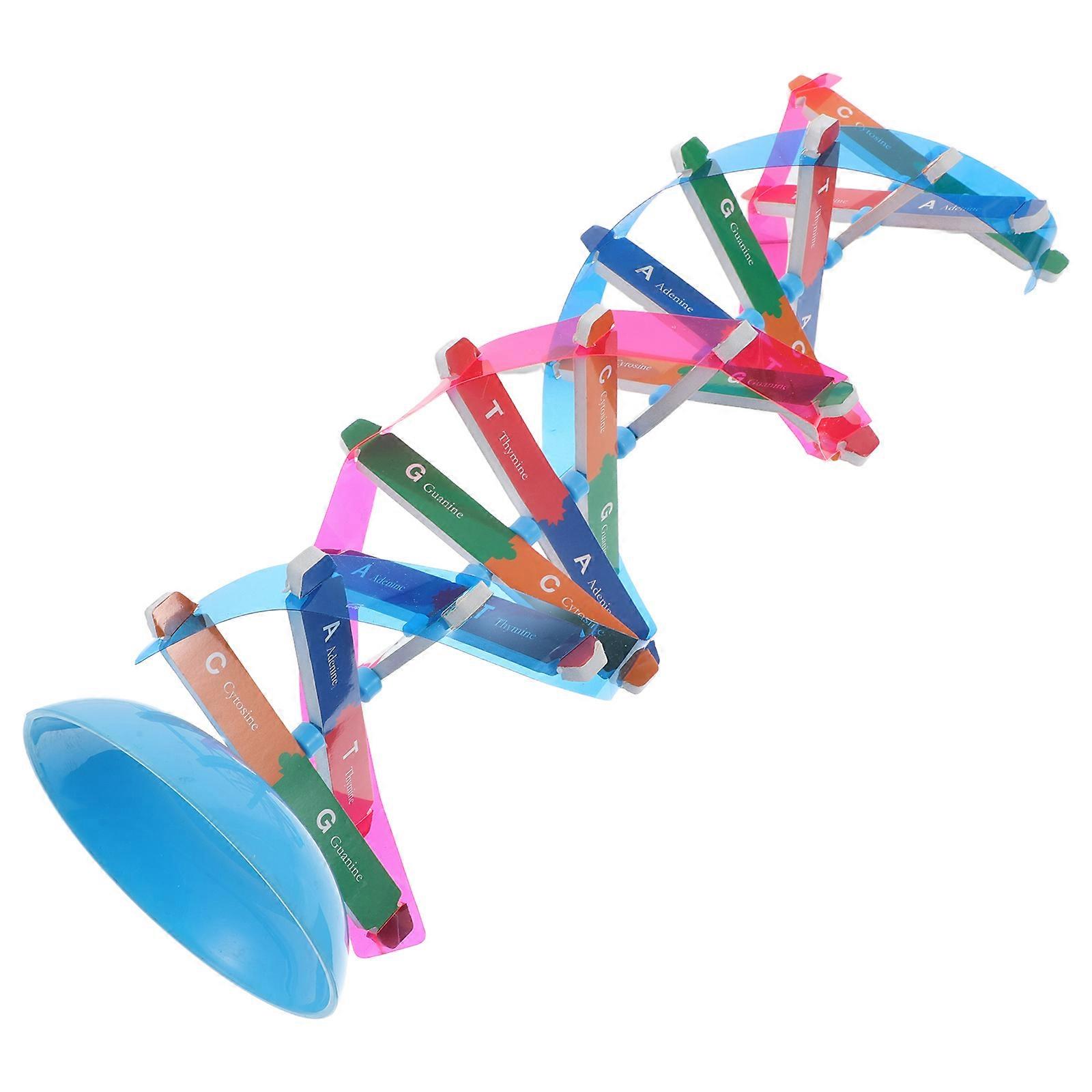 Gene Dna Model for Classroom Education Teaching Tool 1Set Kit