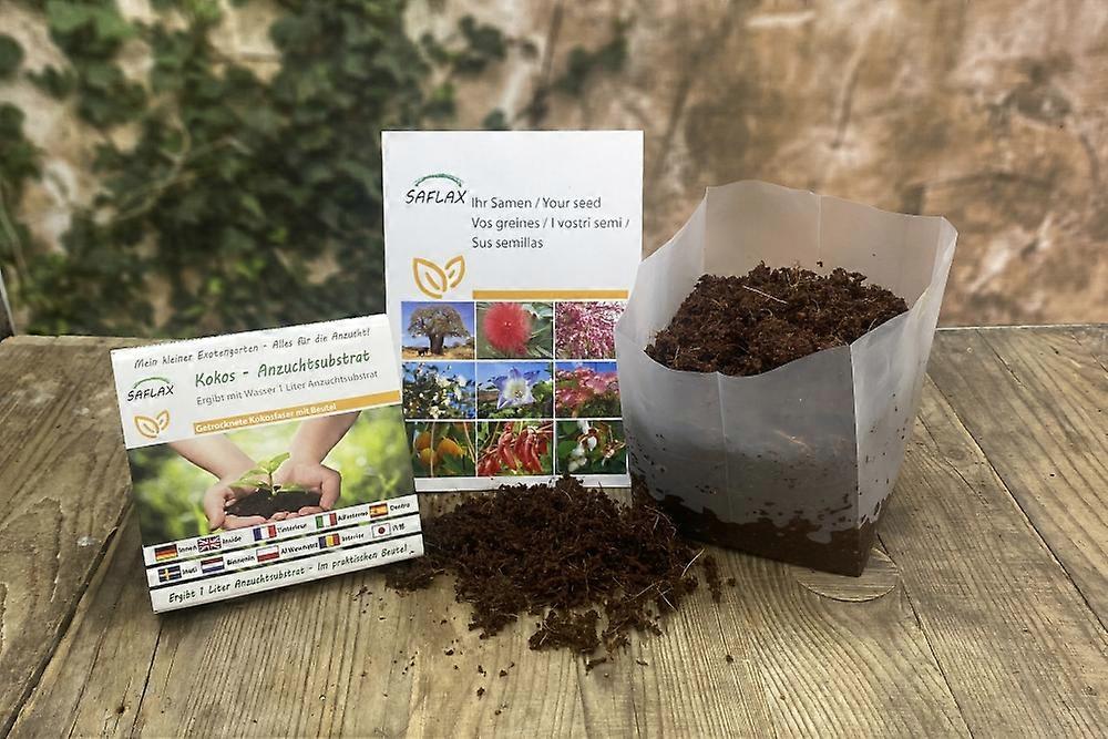 Saflax - Garden in the bag - 10 seeds - Luffa sponge cucumber - Concombre éponge Luffa - Cetriolo spugna di Luffa - Pepino esponja luffa - Luffa Schwammgurke