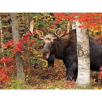 Puzzles Autumn King Jigsaw Puzzle HAA861