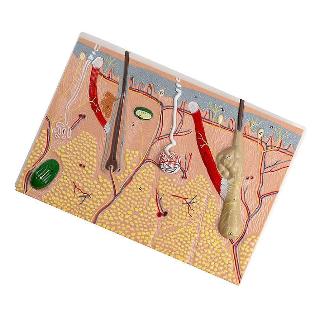 Human Skin Structure Anatomical Model for Science Classroom Study