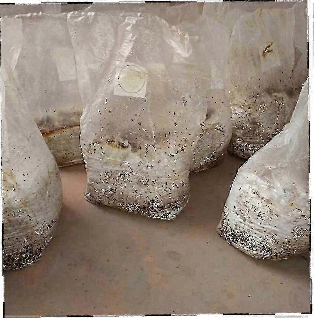 50stk Svampe Voksende poser Champignon Spawn Sealable Spawn Grow Bags til svampe plante voksende forsyninger 45 * 25cm