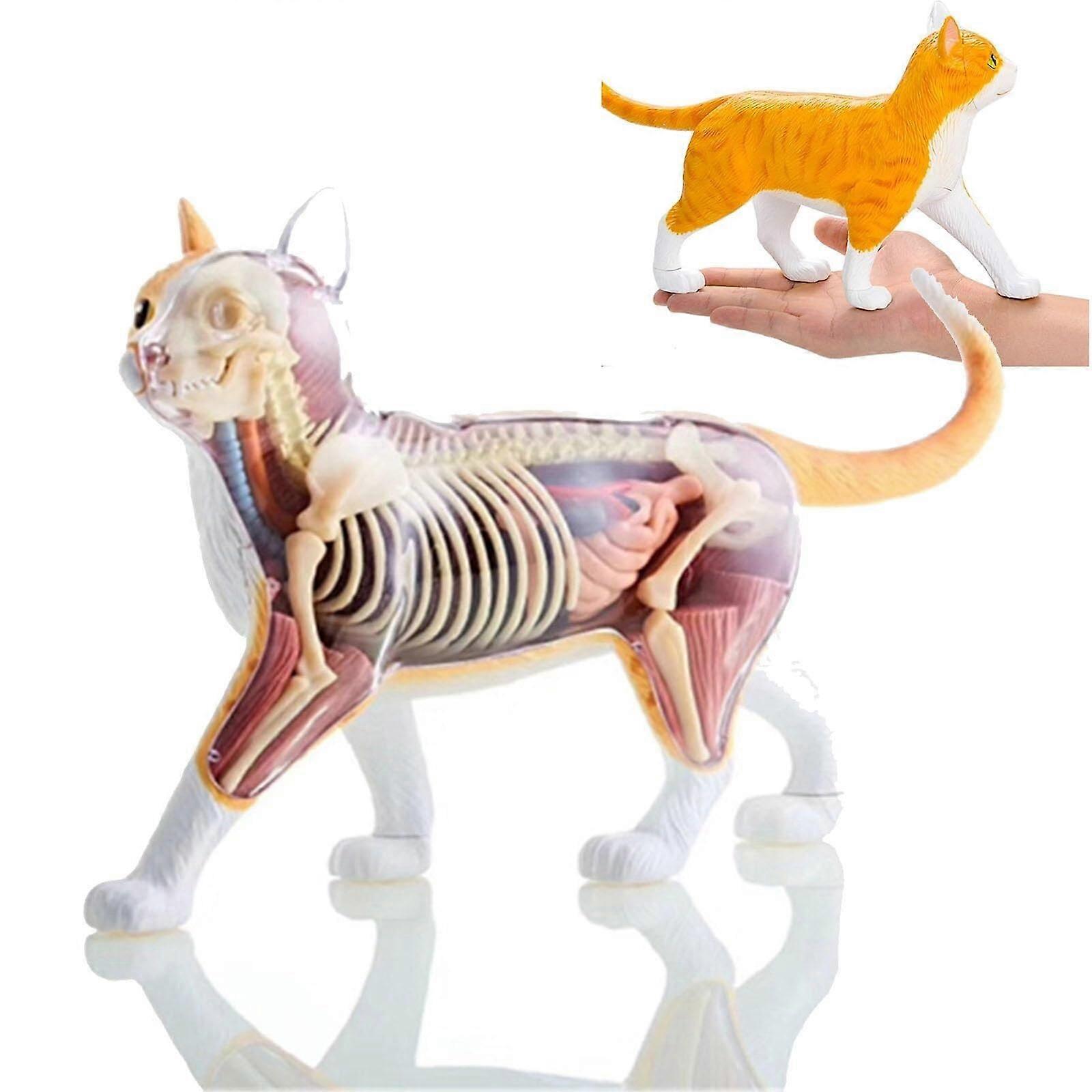 4D Cat Anatomy Model with 28 Detachable Parts, HalfTransparent Shell, Veterinary Training Kit